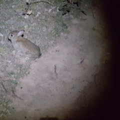 Oryctolagus cuniculus at Symonston, ACT - 17 Oct 2017