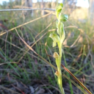 Hymenochilus cycnocephalus at Kambah, ACT - 14 Oct 2017