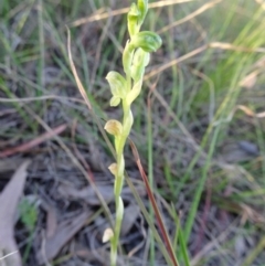 Hymenochilus cycnocephalus at Kambah, ACT - 14 Oct 2017