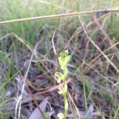 Hymenochilus cycnocephalus at Kambah, ACT - 14 Oct 2017