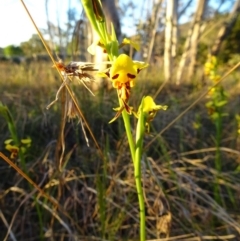 Diuris sulphurea (Tiger Orchid) at Kambah, ACT - 14 Oct 2017 by NatalieC