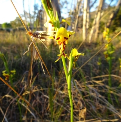 Diuris sulphurea (Tiger Orchid) at Kambah, ACT - 14 Oct 2017 by NatalieC