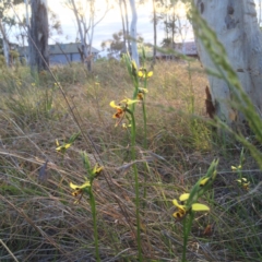 Diuris sulphurea at Kambah, ACT - suppressed