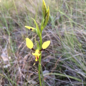 Diuris sulphurea at Kambah, ACT - suppressed