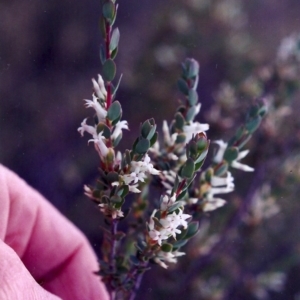 Brachyloma daphnoides at Conder, ACT - 8 Nov 2004