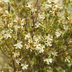 Brachyloma daphnoides (Daphne Heath) at Tuggeranong Hill - 21 Sep 1999 by michaelb