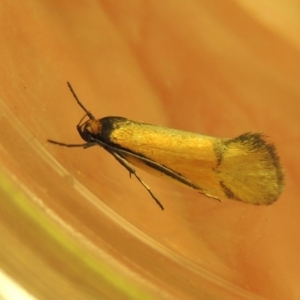 Philobota undescribed species near arabella at Bonython, ACT - 15 Oct 2017