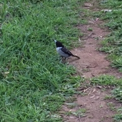 Cracticus torquatus (Grey Butcherbird) at Red Hill to Yarralumla Creek - 12 Sep 2015 by ruthkerruish