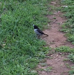 Cracticus torquatus at Garran, ACT - 12 Sep 2015