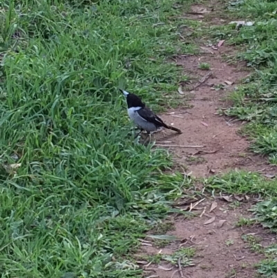 Cracticus torquatus (Grey Butcherbird) at Hughes Garran Woodland - 12 Sep 2015 by ruthkerruish