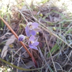 Thelymitra pauciflora (Slender Sun Orchid) at Little Taylor Grasslands - 18 Oct 2017 by RosemaryRoth