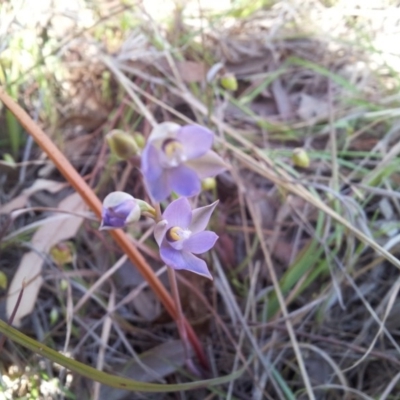 Thelymitra pauciflora (Slender Sun Orchid) at Little Taylor Grasslands - 18 Oct 2017 by RosemaryRoth