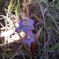 Thelymitra pauciflora at Kambah, ACT - suppressed