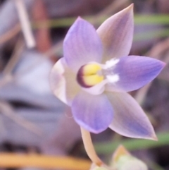 Thelymitra pauciflora at Kambah, ACT - suppressed