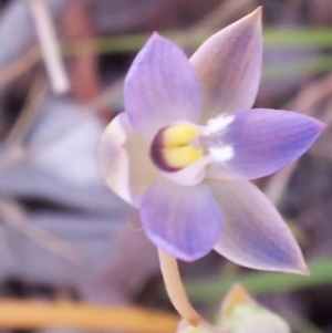 Thelymitra pauciflora at Kambah, ACT - 18 Oct 2017