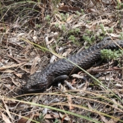 Tiliqua rugosa (Shingleback Lizard) at Mount Majura - 17 Oct 2017 by petersan