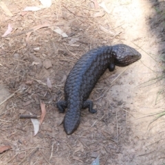 Tiliqua rugosa (Shingleback Lizard) at Canberra Central, ACT - 17 Oct 2017 by petersan