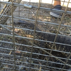 Varanus rosenbergi (Heath or Rosenberg's Monitor) at Michelago, NSW - 15 Feb 2017 by Illilanga