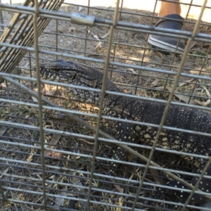 Varanus rosenbergi at Michelago, NSW - suppressed