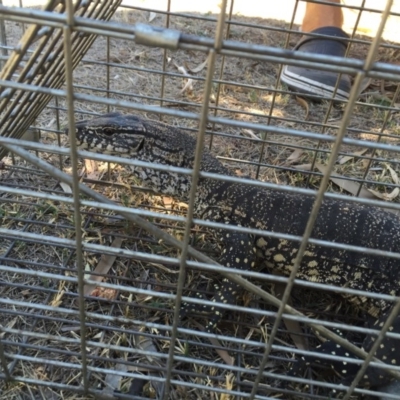 Varanus rosenbergi (Heath or Rosenberg's Monitor) at Michelago, NSW - 15 Feb 2017 by Illilanga