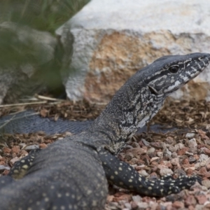 Varanus rosenbergi at Michelago, NSW - 18 Dec 2016