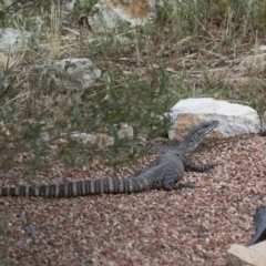 Varanus rosenbergi at Michelago, NSW - 18 Dec 2016