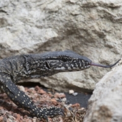 Varanus rosenbergi at Michelago, NSW - 18 Dec 2016