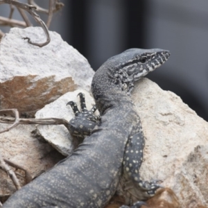 Varanus rosenbergi at Michelago, NSW - 18 Dec 2016