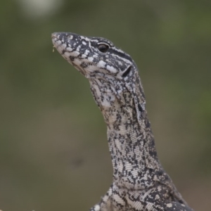 Varanus rosenbergi at Michelago, NSW - suppressed