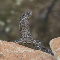 Varanus rosenbergi at Michelago, NSW - suppressed