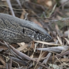 Varanus rosenbergi (Heath or Rosenberg's Monitor) at Michelago, NSW - 20 Jan 2016 by Illilanga