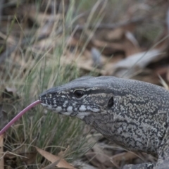 Varanus rosenbergi at Michelago, NSW - suppressed