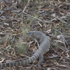 Varanus rosenbergi at Michelago, NSW - suppressed