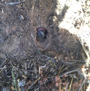 Aprasia parapulchella at Molonglo River Reserve - 18 Oct 2017