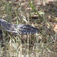 Varanus rosenbergi (Heath or Rosenberg's Monitor) at Michelago, NSW - 18 Nov 2014 by Illilanga