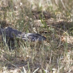 Varanus rosenbergi at Michelago, NSW - suppressed