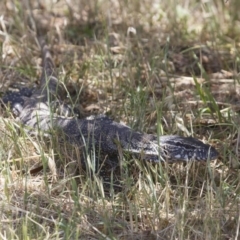 Varanus rosenbergi at Michelago, NSW - suppressed