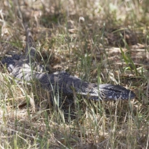 Varanus rosenbergi at Michelago, NSW - 18 Nov 2014