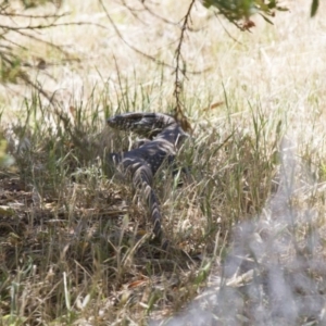 Varanus rosenbergi at Michelago, NSW - 18 Nov 2014