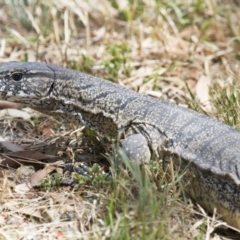 Varanus rosenbergi (Heath or Rosenberg's Monitor) at Michelago, NSW - 30 Dec 2013 by Illilanga