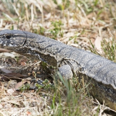 Varanus rosenbergi (Heath or Rosenberg's Monitor) at Illilanga & Baroona - 30 Dec 2013 by Illilanga