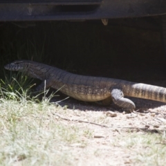 Varanus rosenbergi at Michelago, NSW - 30 Dec 2013