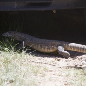 Varanus rosenbergi at Michelago, NSW - 30 Dec 2013