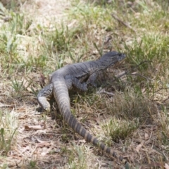 Varanus rosenbergi at Michelago, NSW - 30 Dec 2013