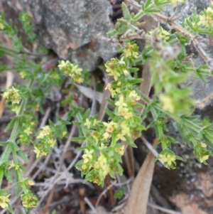 Galium gaudichaudii subsp. gaudichaudii at Carwoola, NSW - 18 Oct 2017