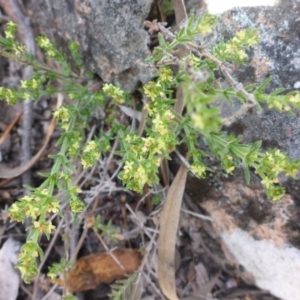 Galium gaudichaudii subsp. gaudichaudii at Carwoola, NSW - 18 Oct 2017