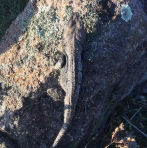 Amphibolurus muricatus at Mount Taylor - 18 Oct 2017