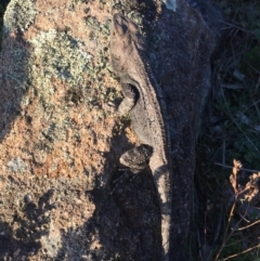 Amphibolurus muricatus at Mount Taylor - 18 Oct 2017