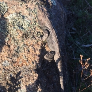 Amphibolurus muricatus at Mount Taylor - 18 Oct 2017 06:43 PM