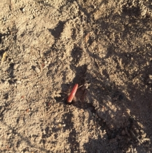 Aprasia parapulchella at Torrens, ACT - suppressed